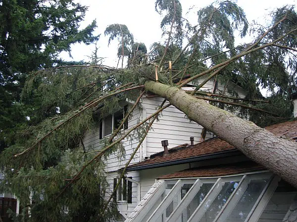 How does a Tree Removal Service help us Save Our Property?