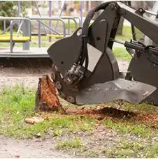 Stump Removal Adelaide