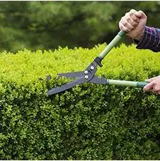 Tree Pruning Adelaide