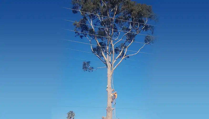 Benefits of Hiring a Tree Removal Service