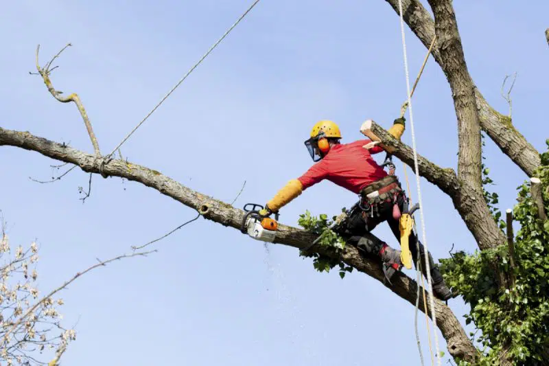 Reasons to hire professional tree removal service