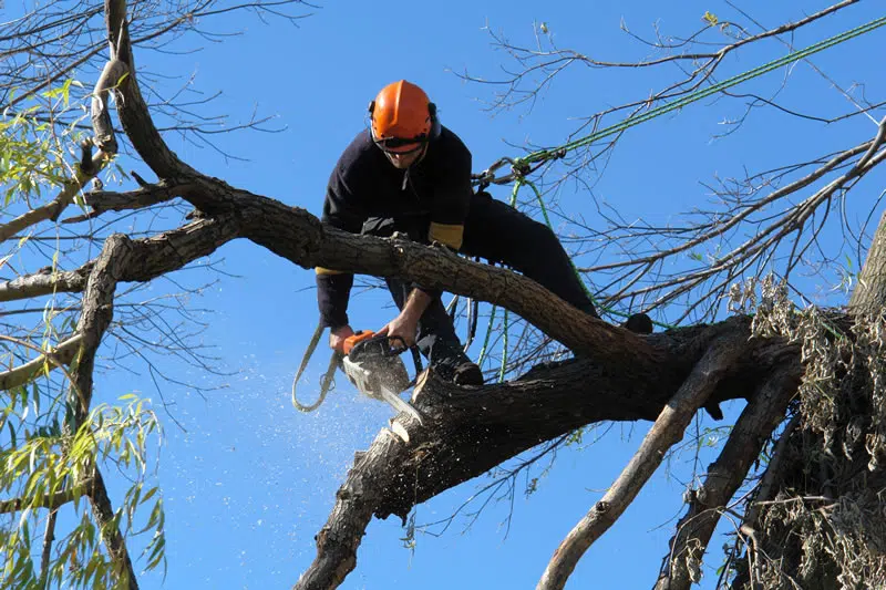 Tree Removal Cost Adelaide
