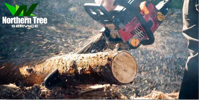 10 Essential Things to Consider Before Tree Removal