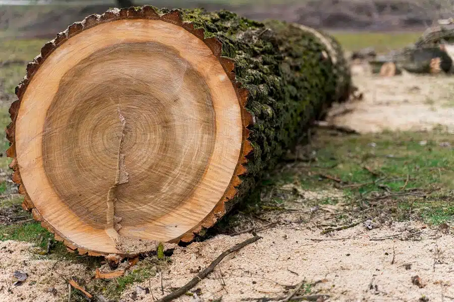 What Do You Put on a Tree Stump to Keep It from Growing Back?