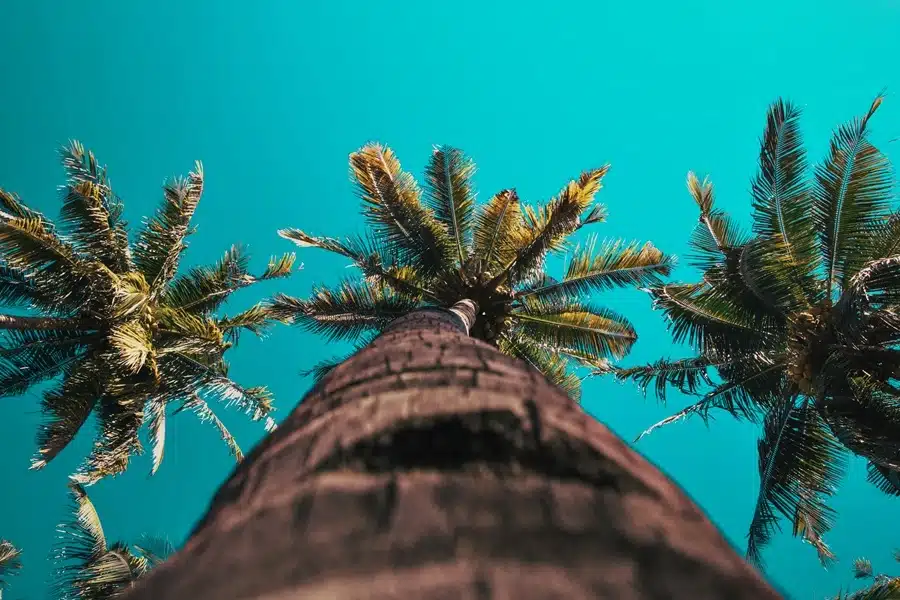 Step By Step Ways to Trim a Palm Trees Efficiently