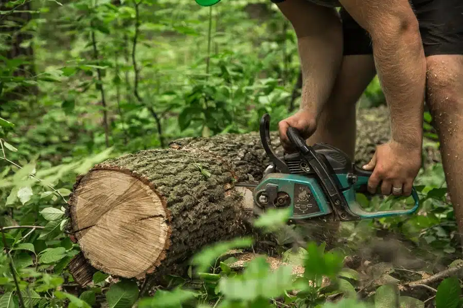 Difference Between Tree Removal and Tree Lopping