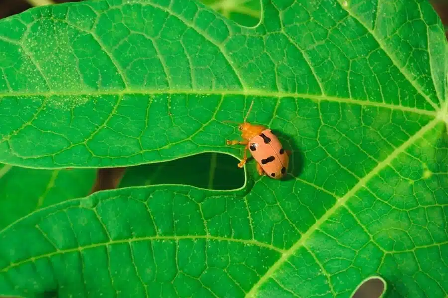 How to Identify & Treat the Elm Leaf Beetle?